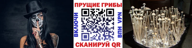 Псилоцибиновые грибы прущие грибы  Купить закладки  Бежецк 